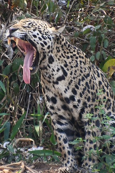 Jaguar met ver geopende beek in de Pantanal, Brazilië